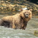 canadian rockies grizzly bear where the bear stared at us while taking pictures