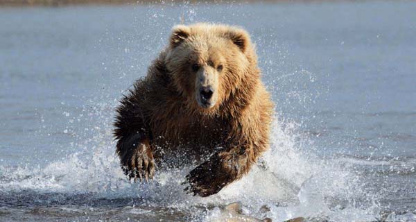 canadian rockies and grizzly bear charging at us