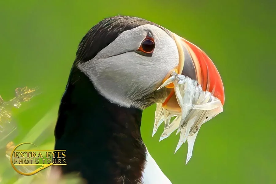 puffin with fish in it’s mouth