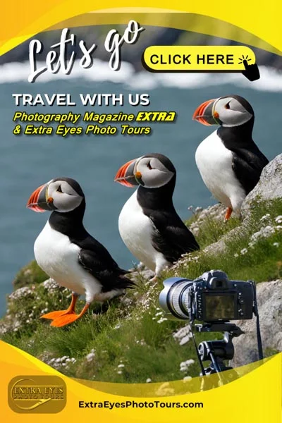 puffins by pamela goodyer