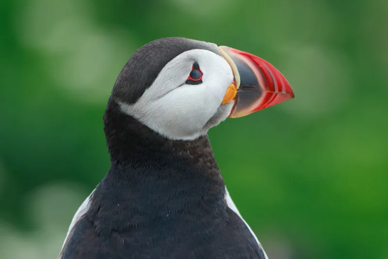 puffin